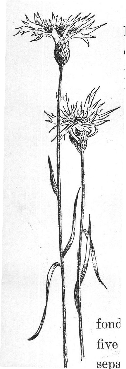 sepals.