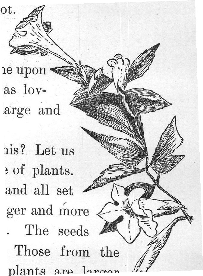 and stronger than the others. After a while the seeds