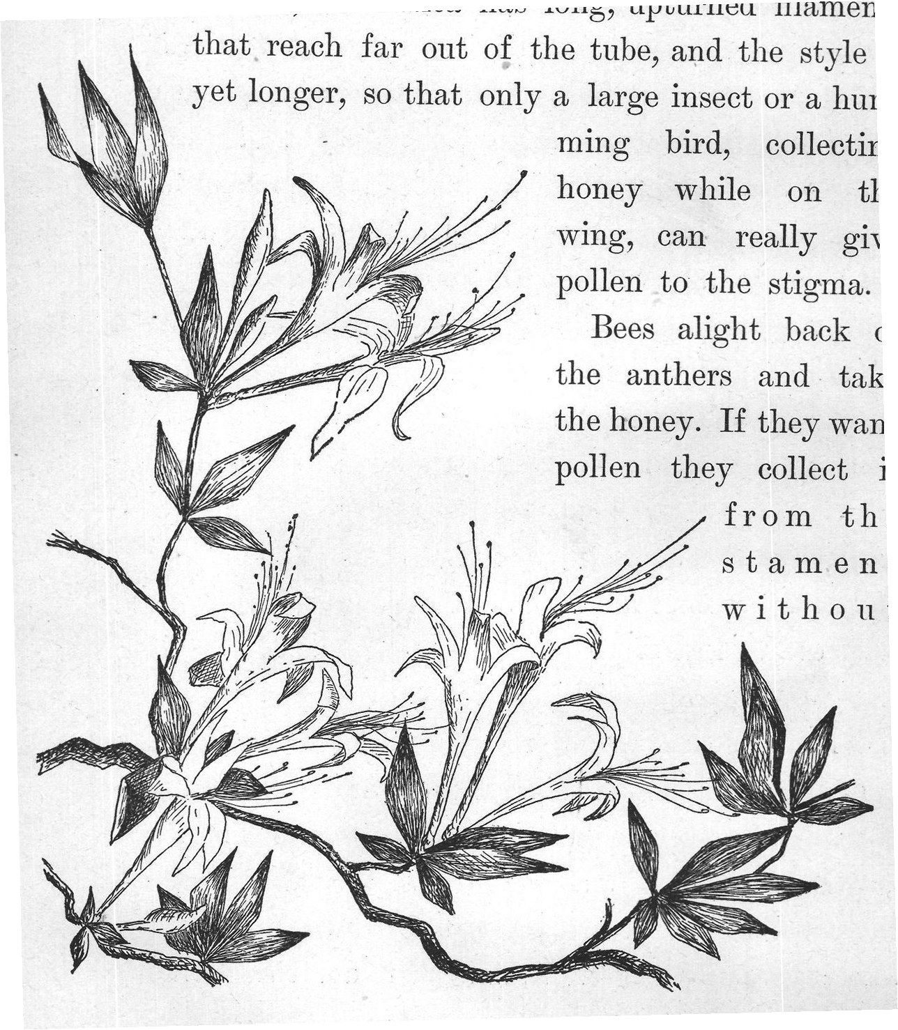 You see, the azalea has long, upturned filaments