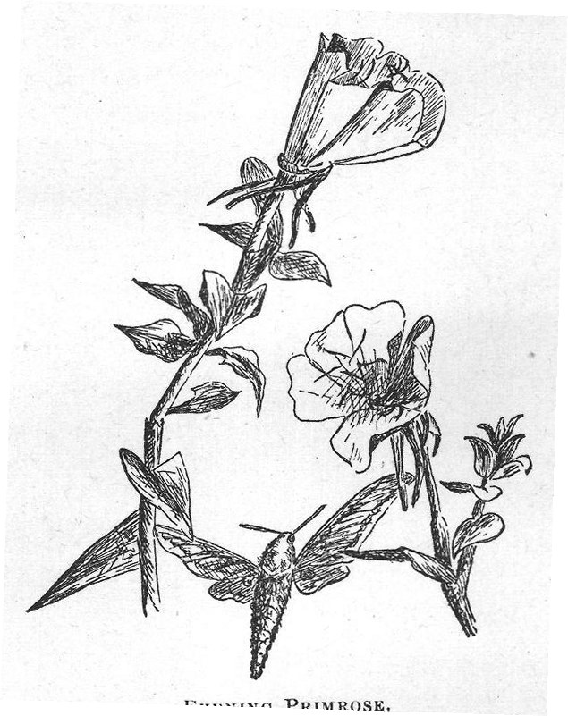 EVENING PRIMROSE.