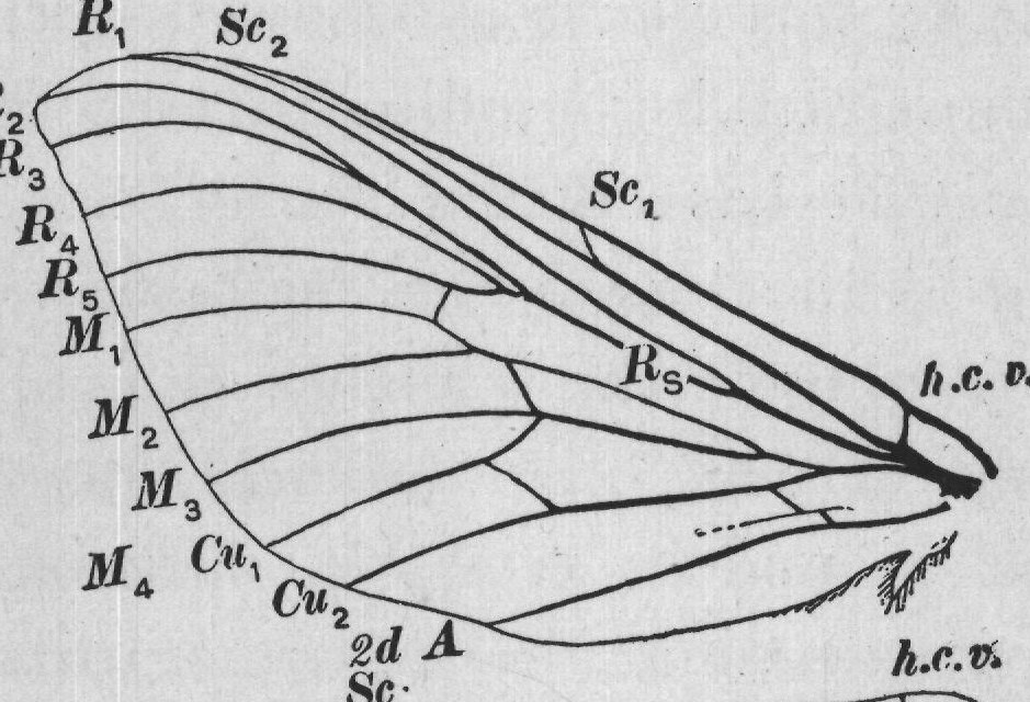 h.c.v.