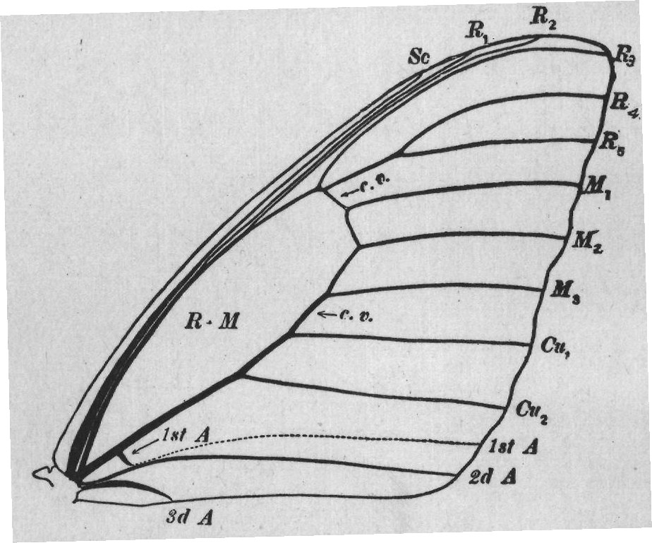 3d A