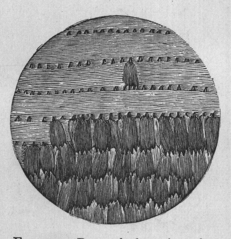 FIG. 11. Part of the wing of a