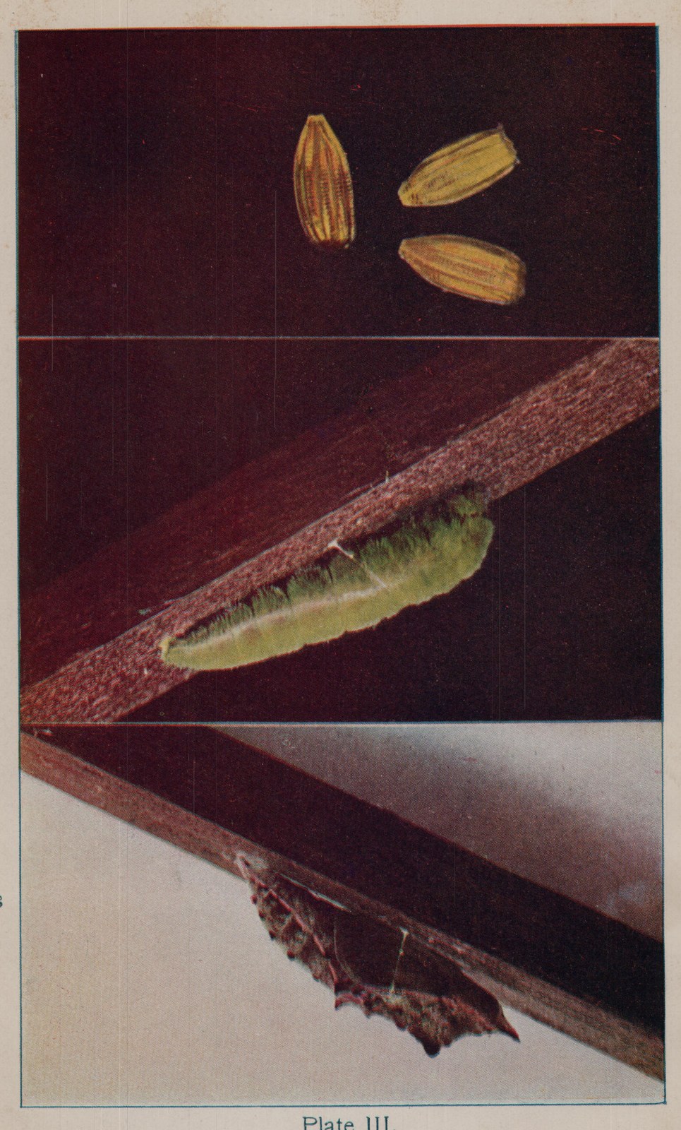 Plate III.