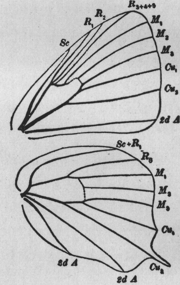 The Skippers (BB With some of the branches) — from How to Know the Butterflies (1904)