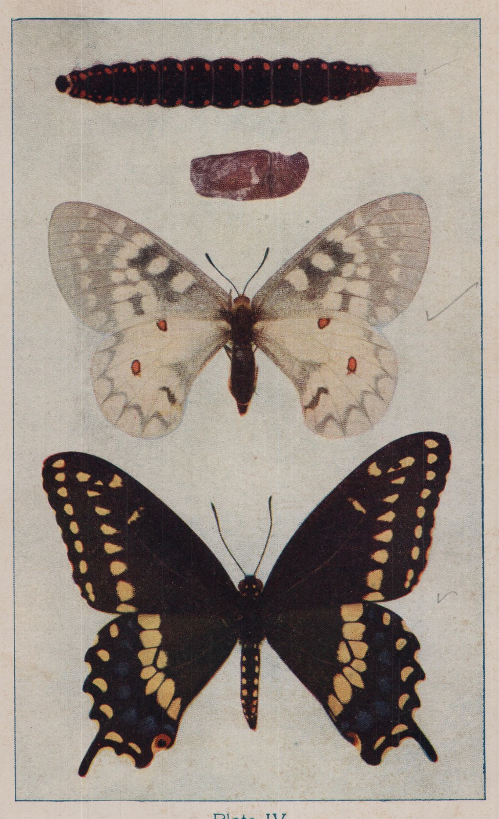 Plate IV.