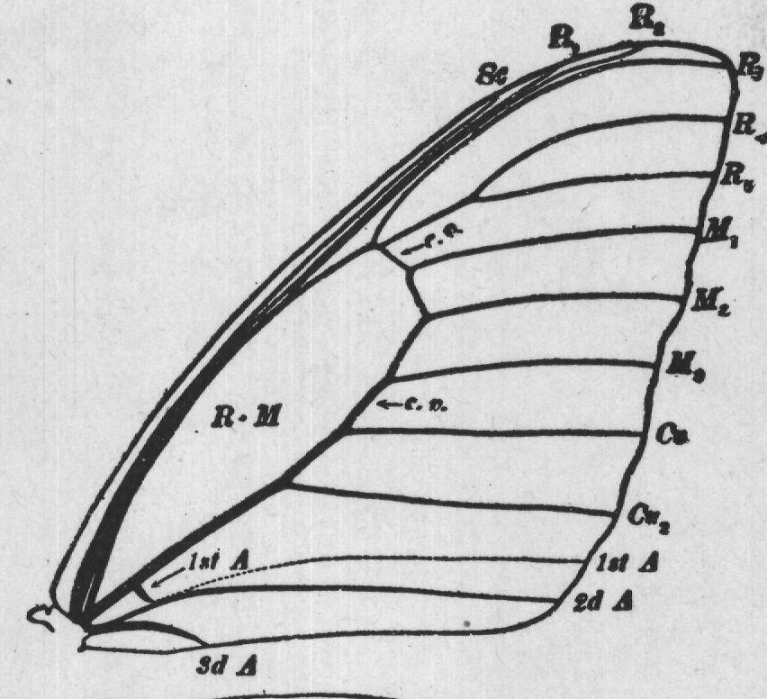 The Swallow-Tails (Family Papilionid) — from How to Know the Butterflies (1904)