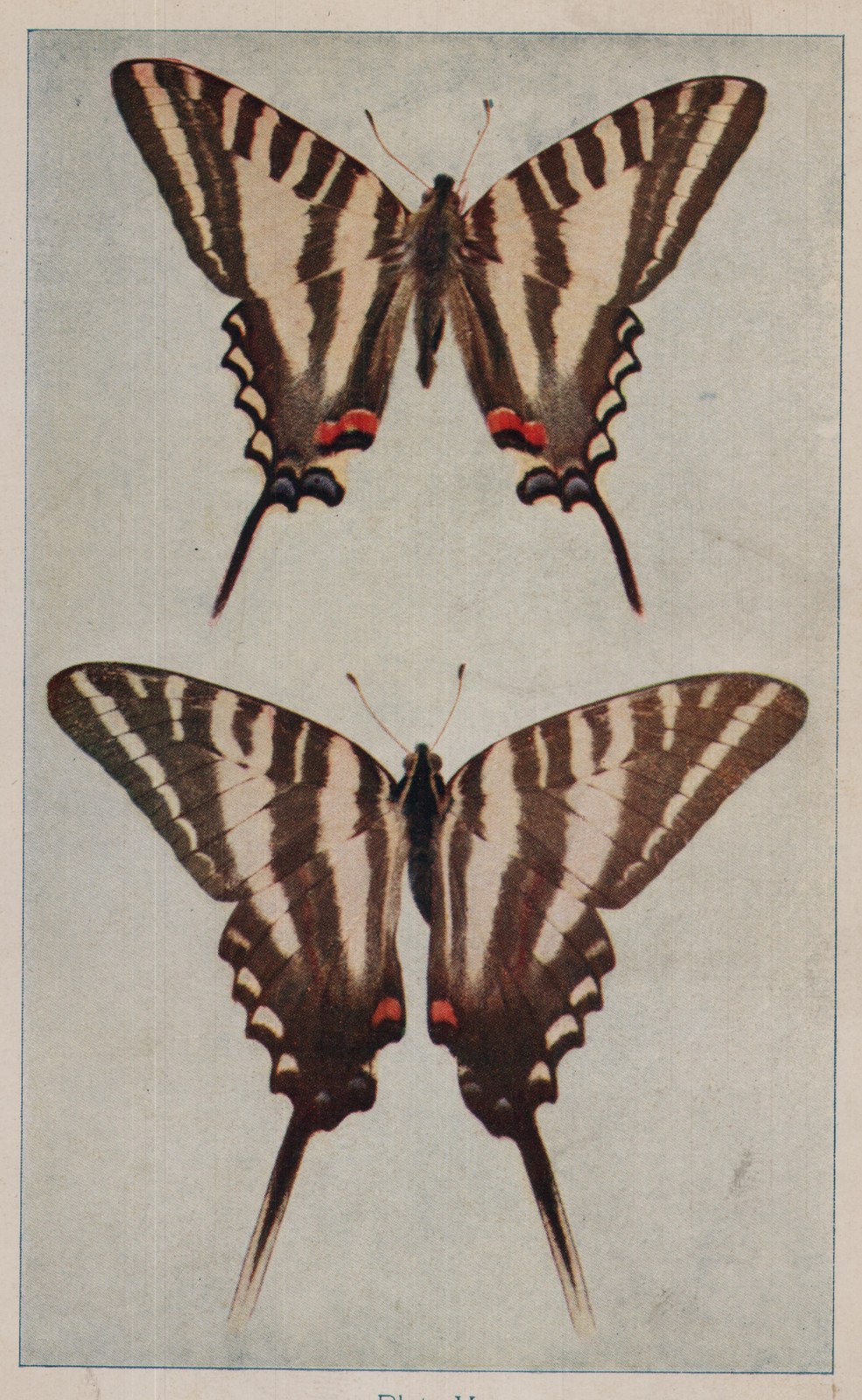 Plate V.