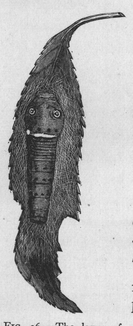FIG. 26. The larva of