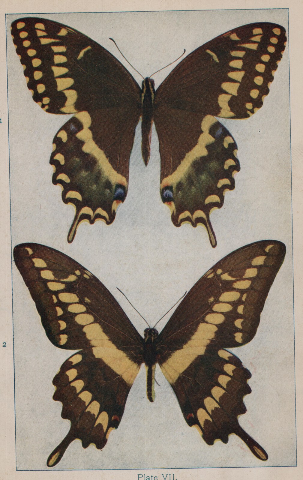 Plate VII.