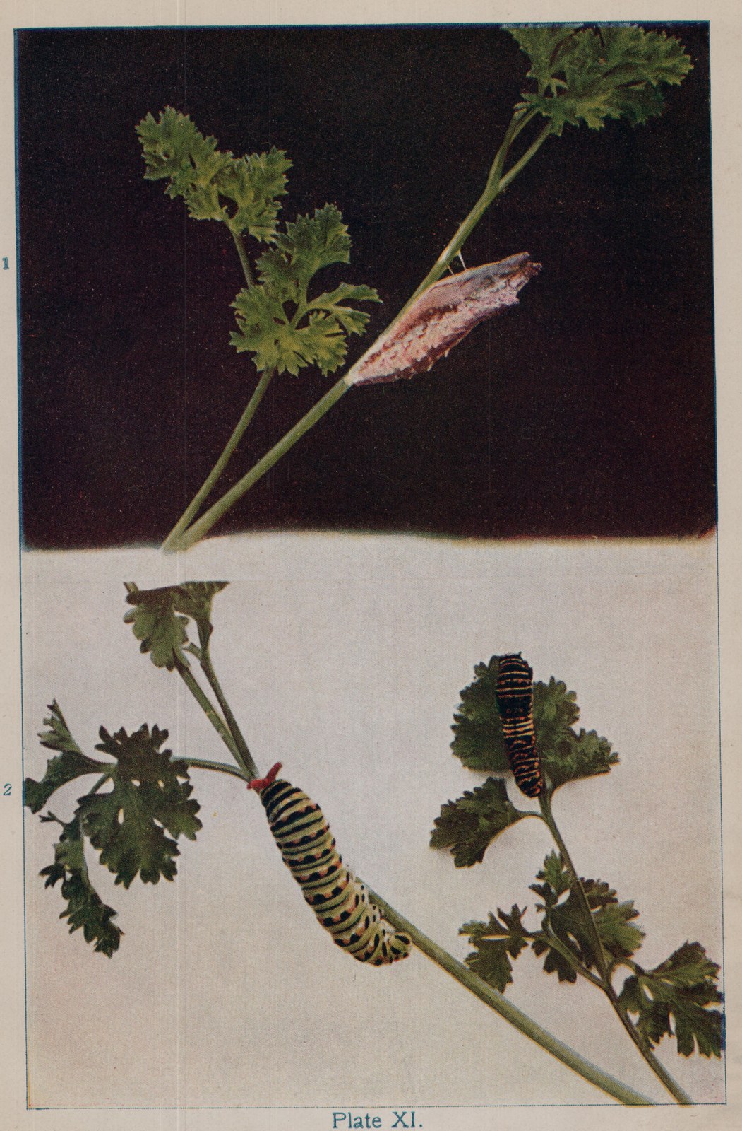 Plate XI.