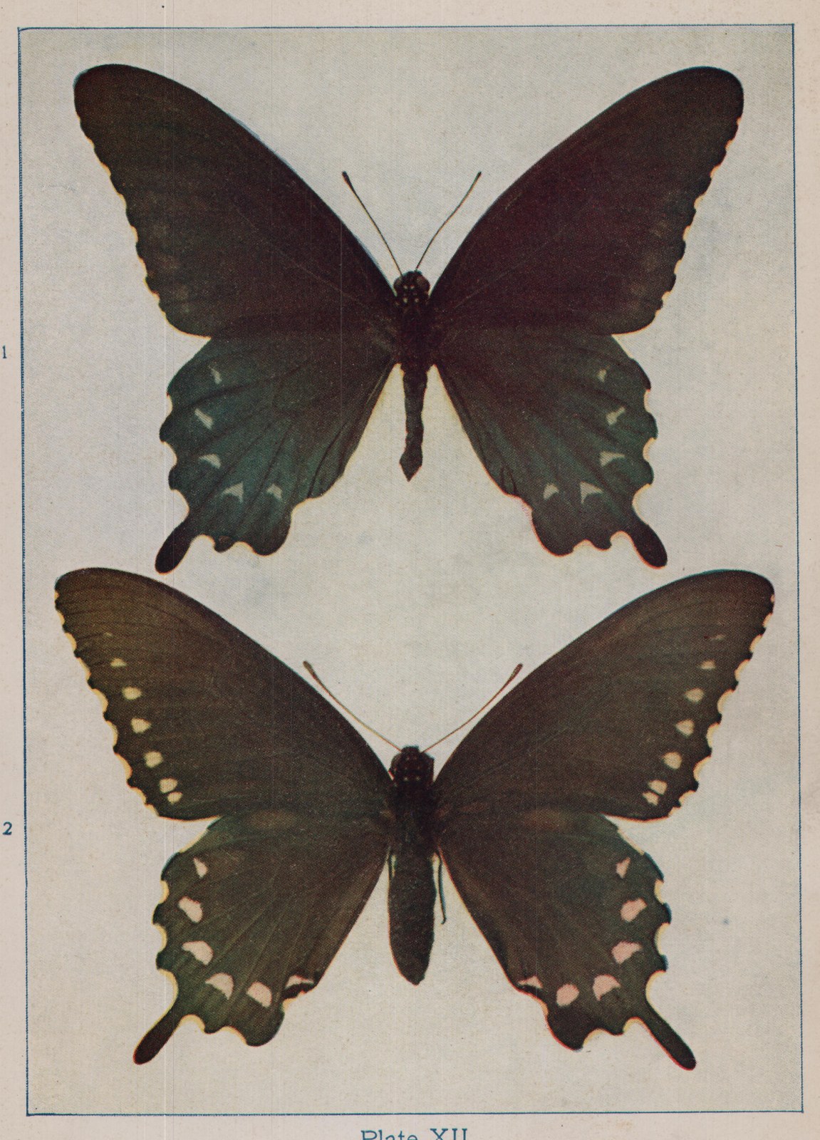 Plate XII.