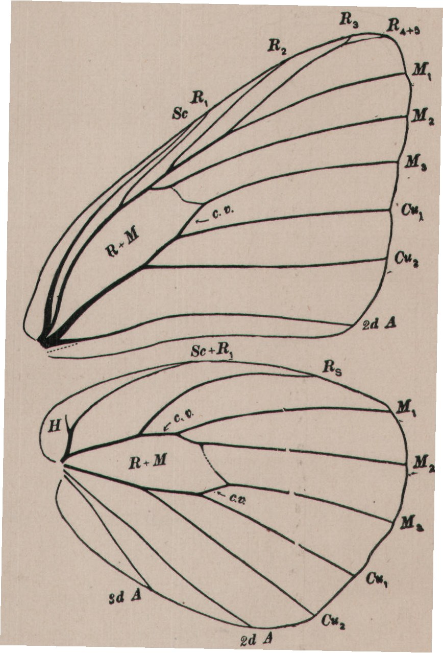 three-branched; vein