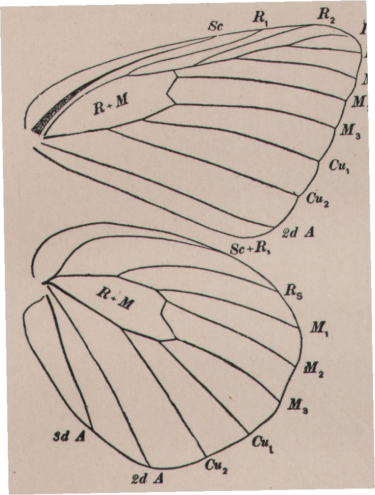 Family III — from How to Know the Butterflies (1904)