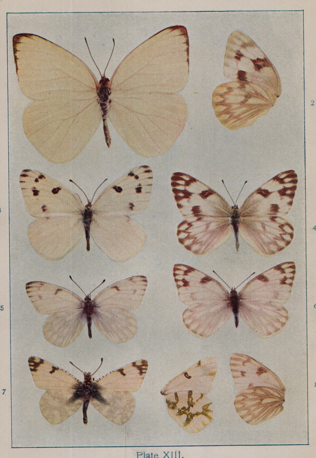 Plate XIII.