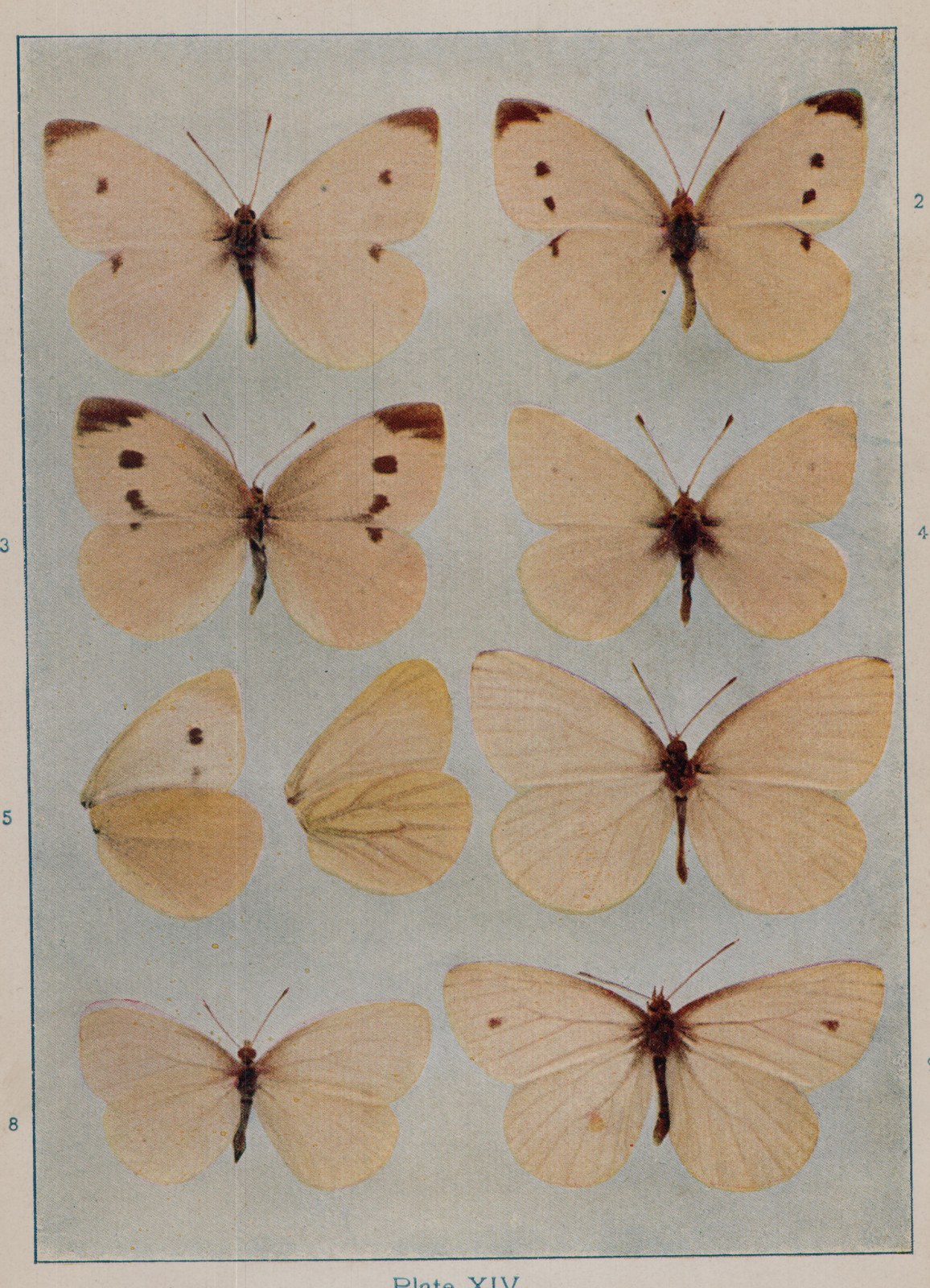 Plate XIV.
