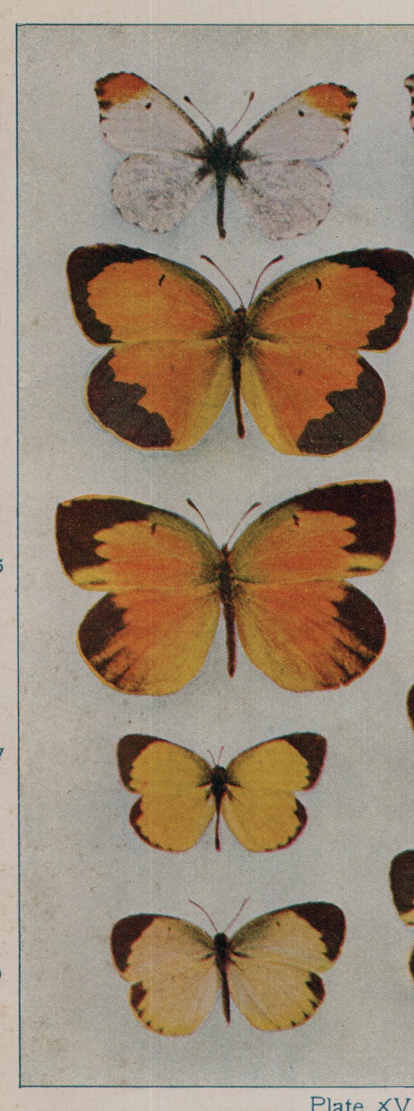Plate XV.