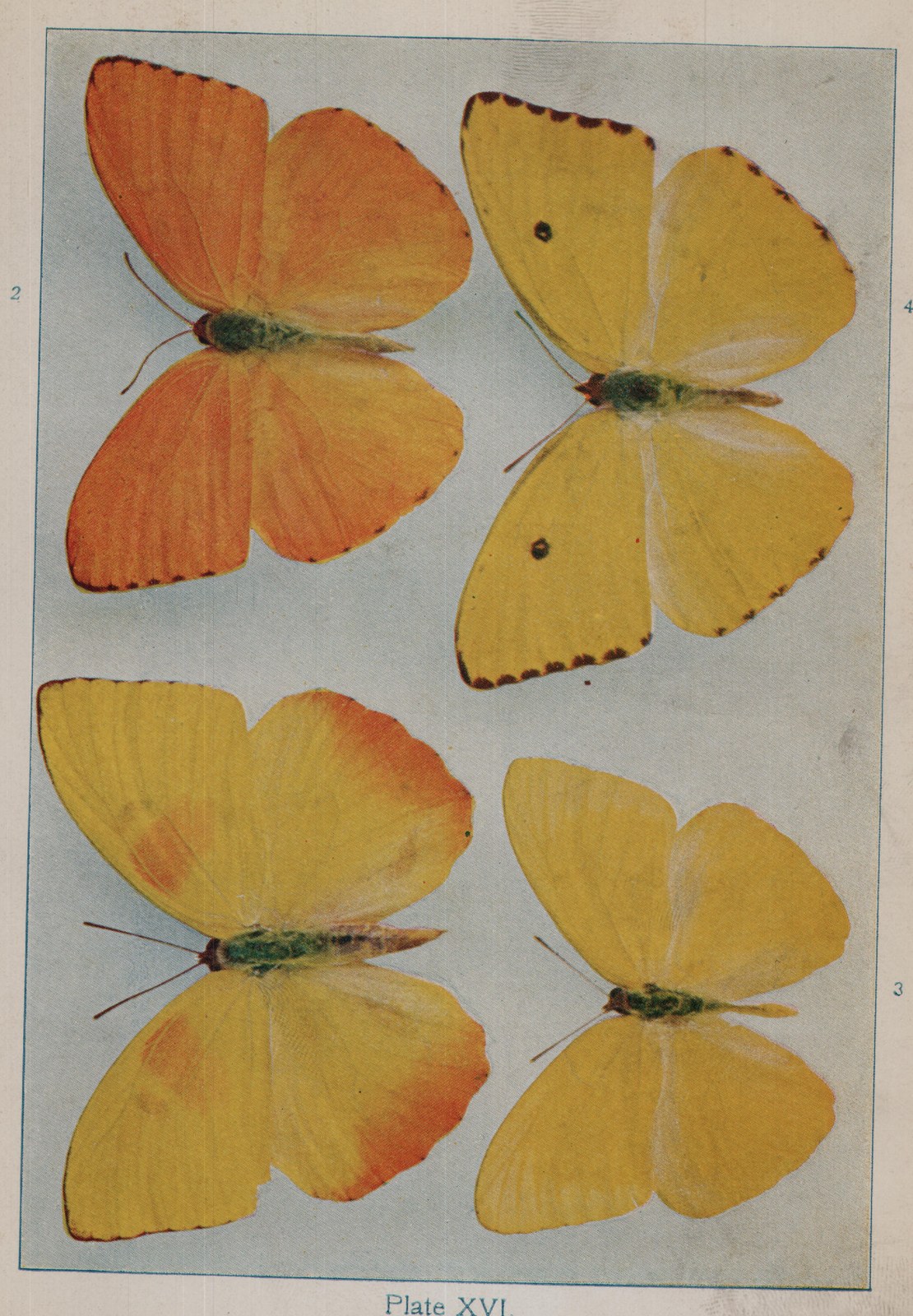 Plate XVI.