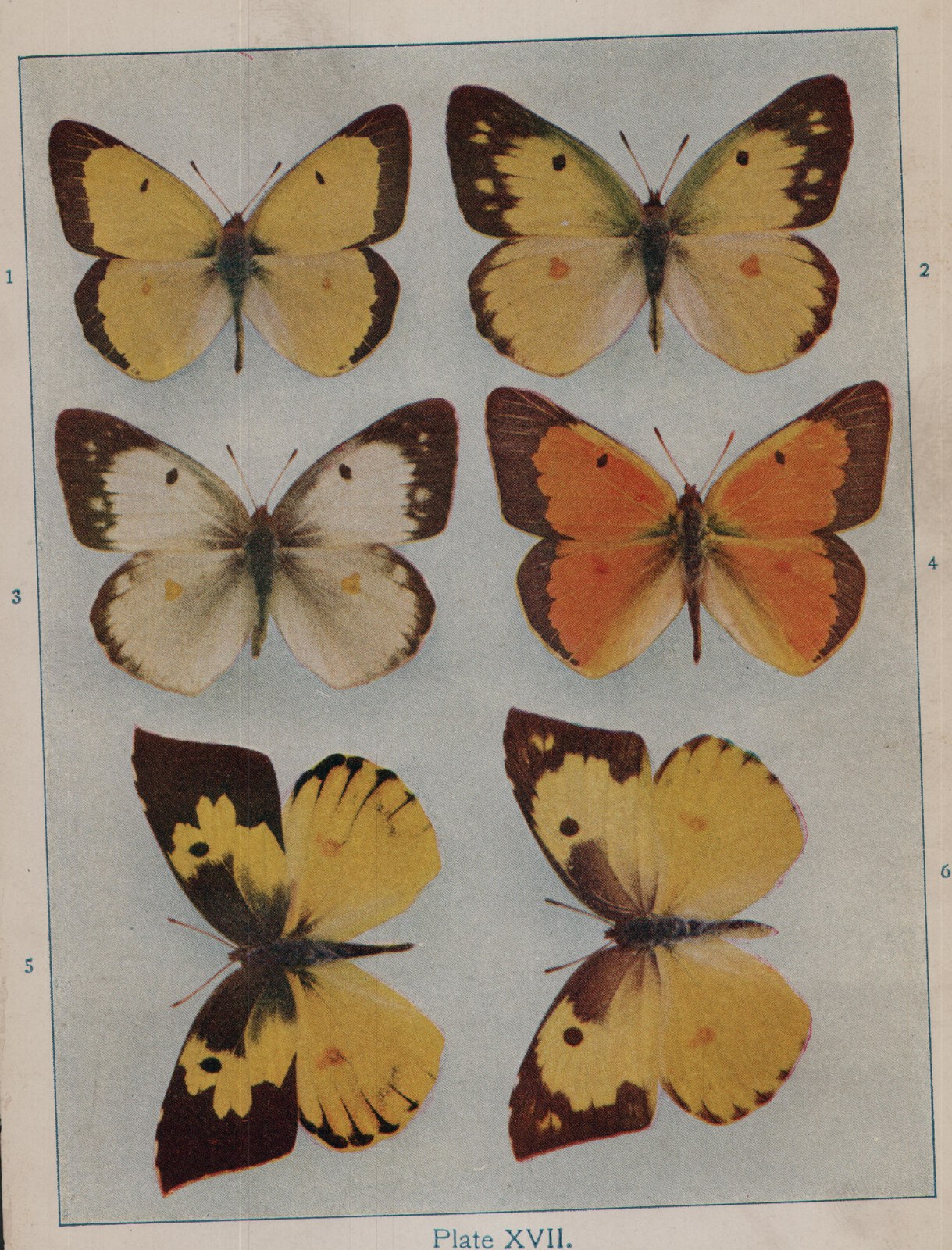 Plate XVII.
