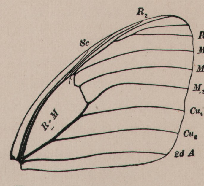 FIG. 31.-Fore wing of A graulis FIG. 32.-Fore wing of Argynnis