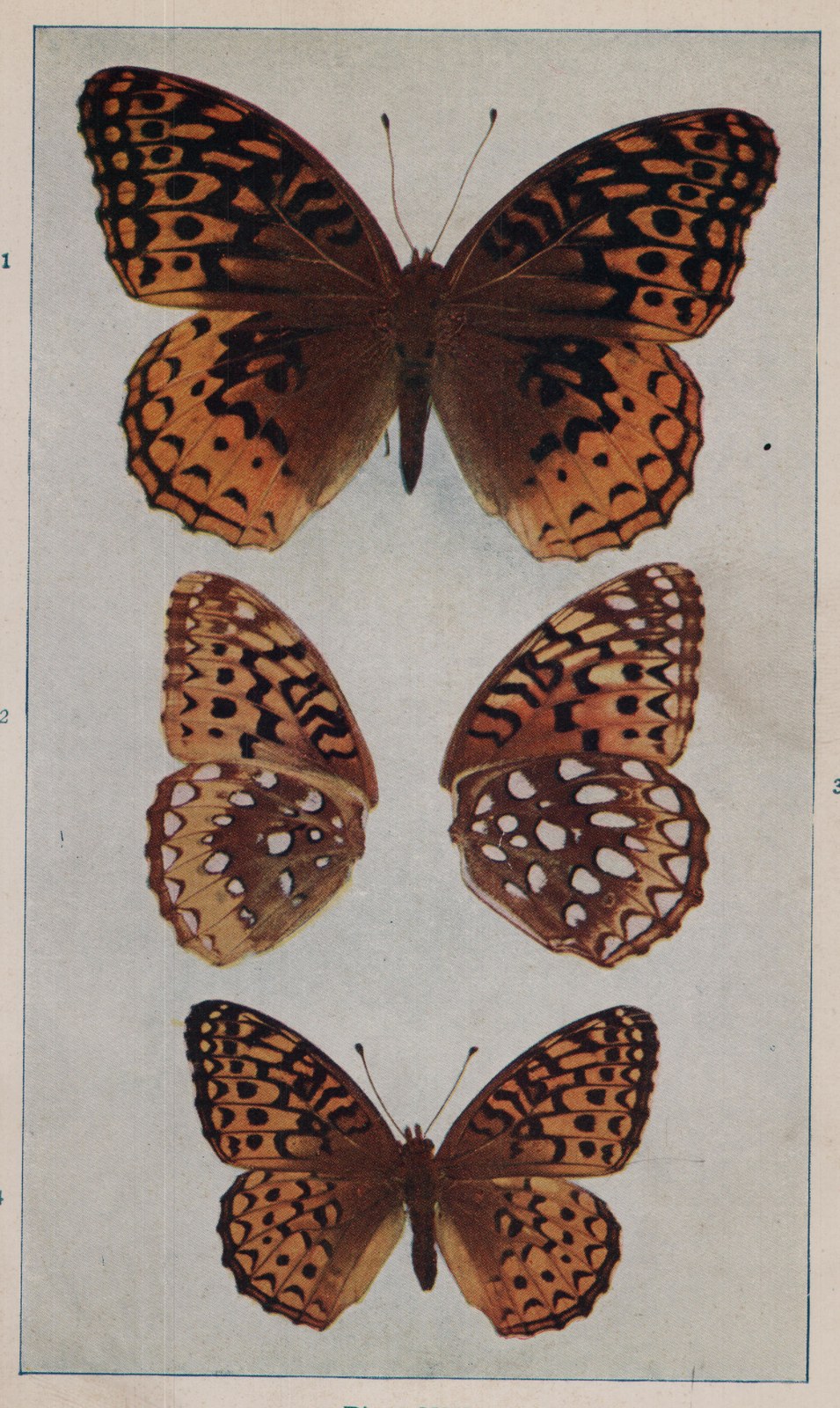 Plate XXI.