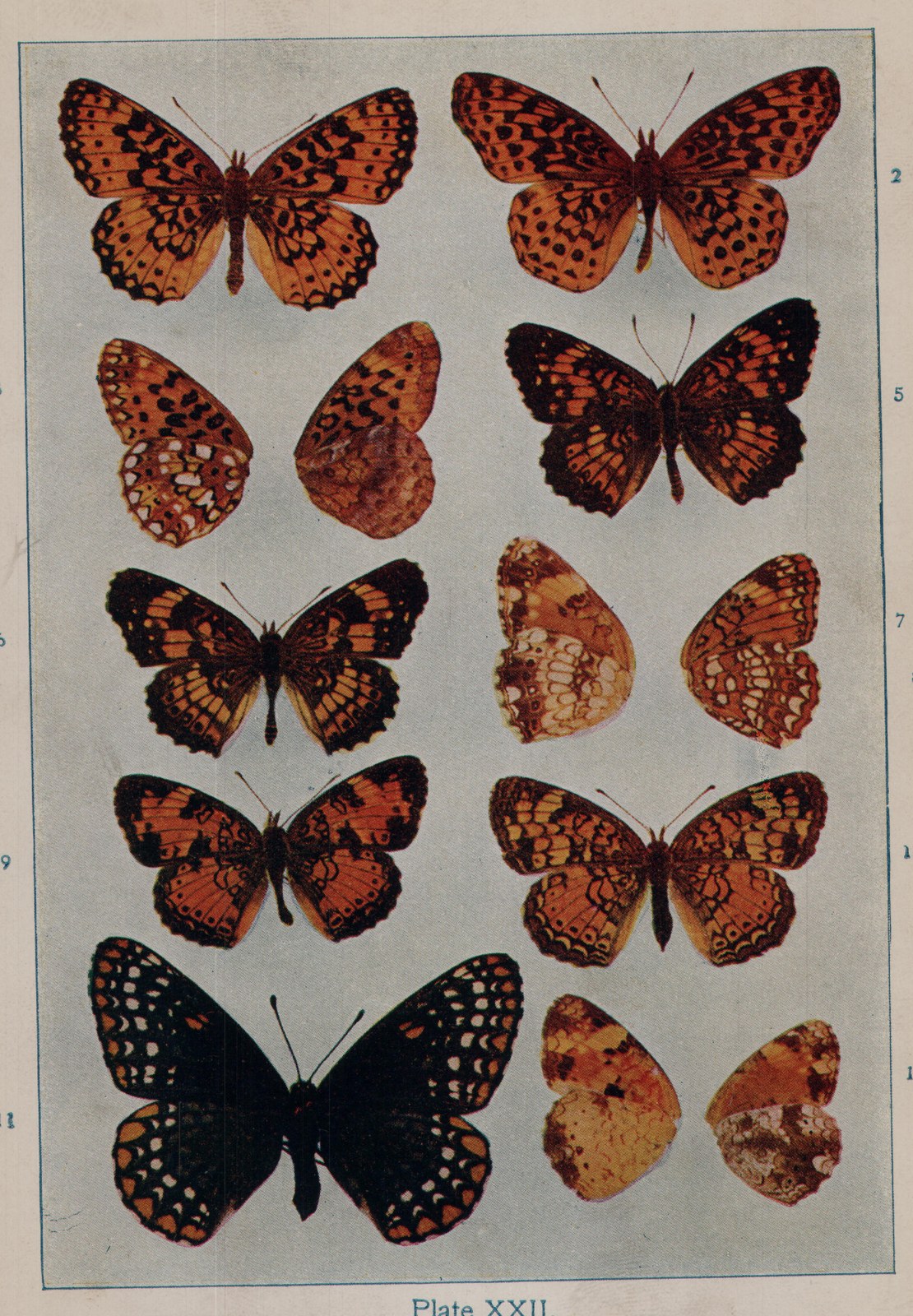 Plate XXII.