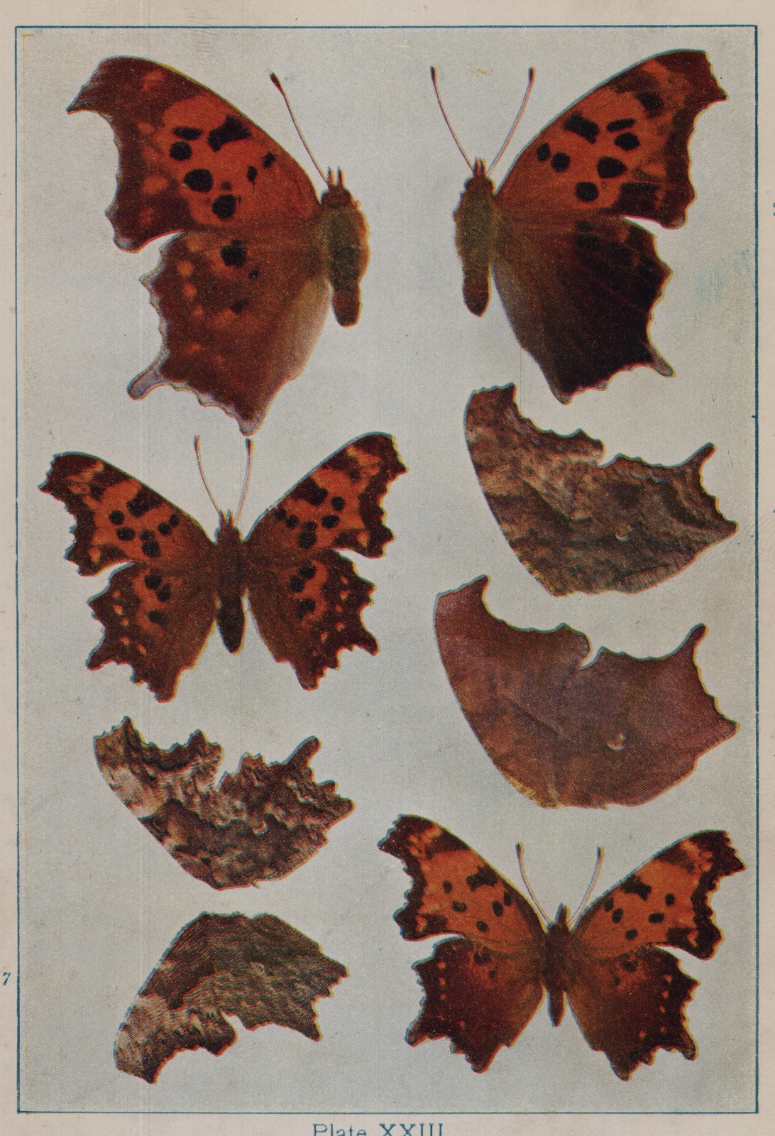 Plate XXIII.
