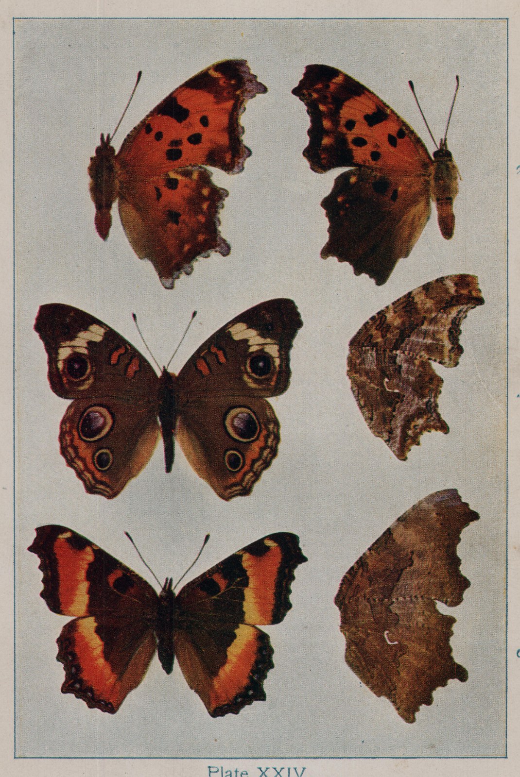 Plate XXIV.