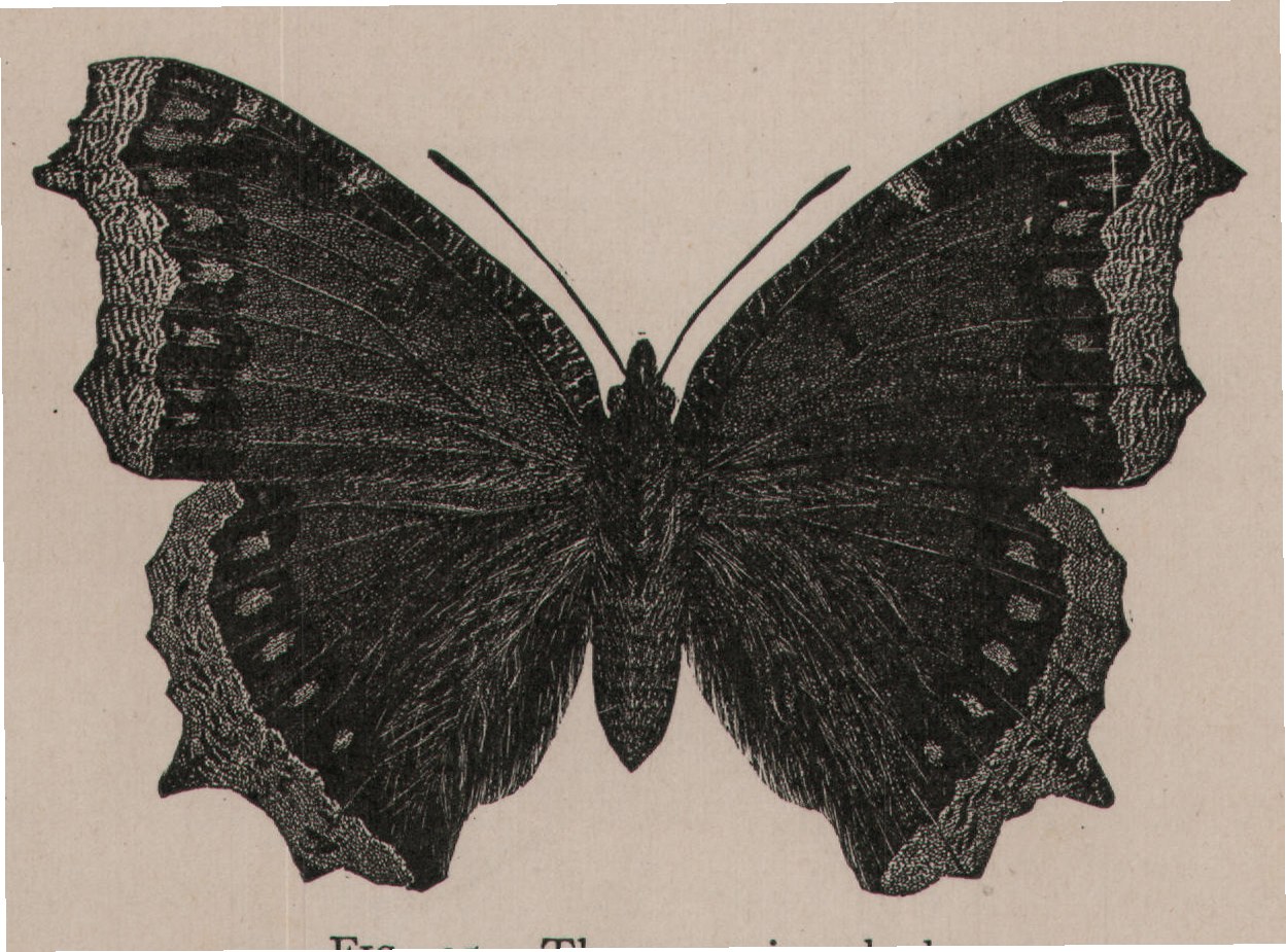 FIG. 35. The mourning-cloak.