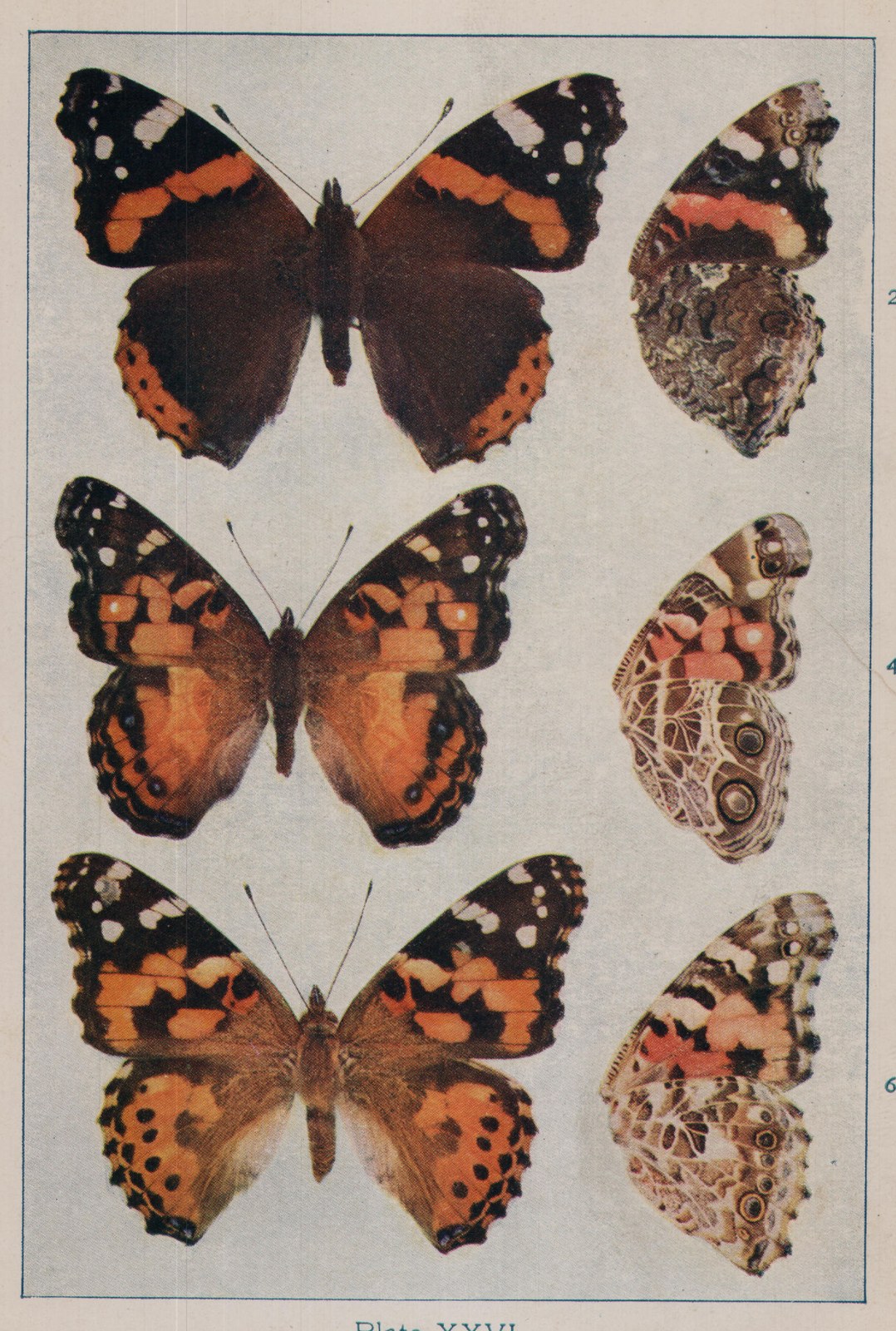 Plate XXVI.