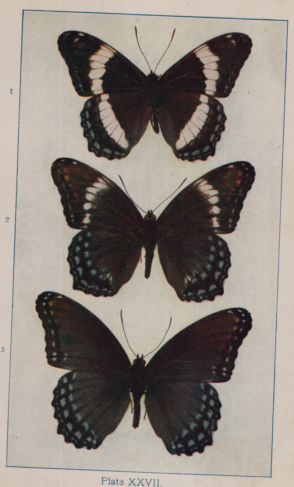 Plate XXVII.