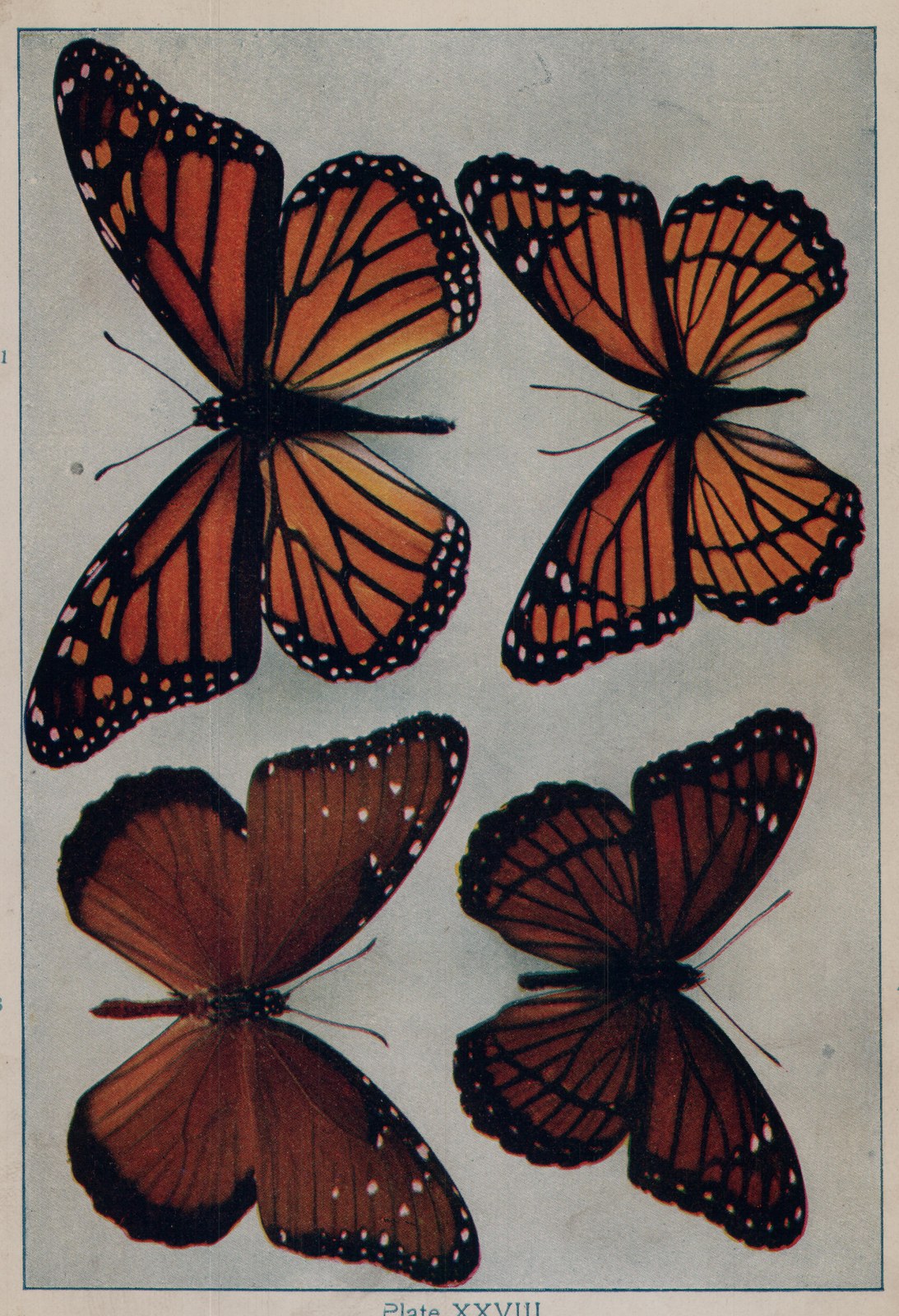 Plate XXVIII.