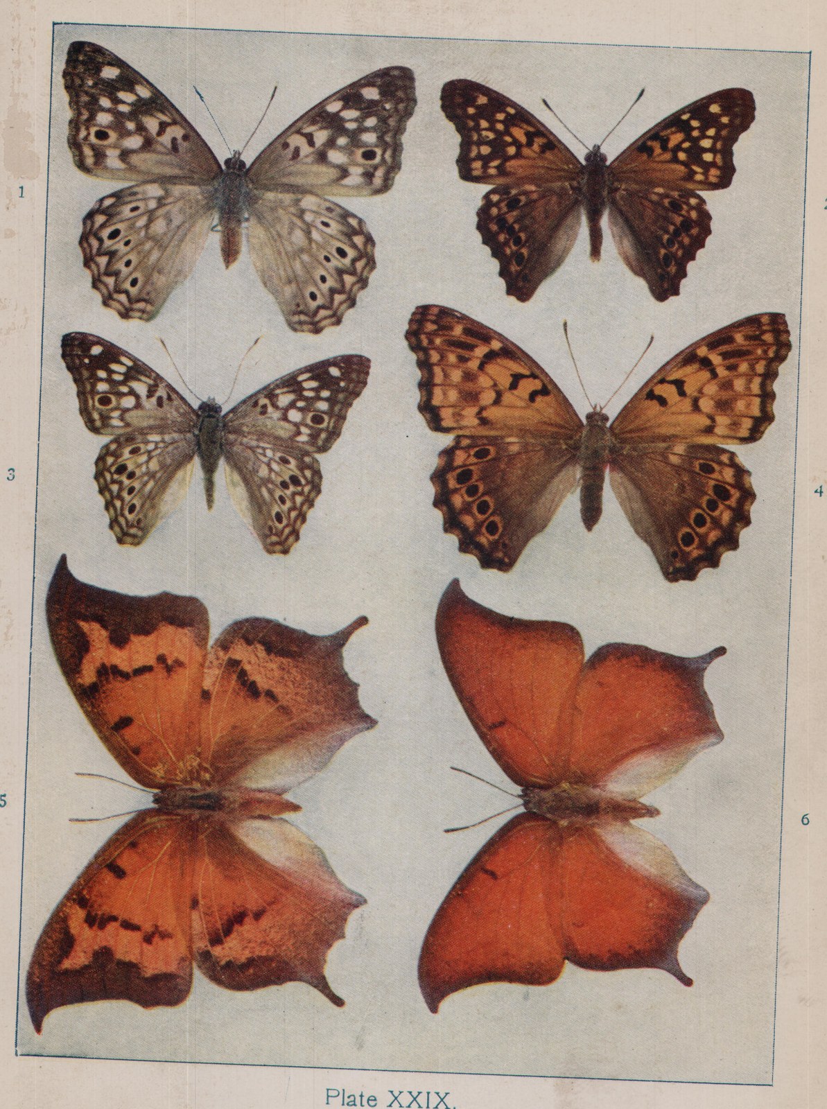 Plate XXIX.