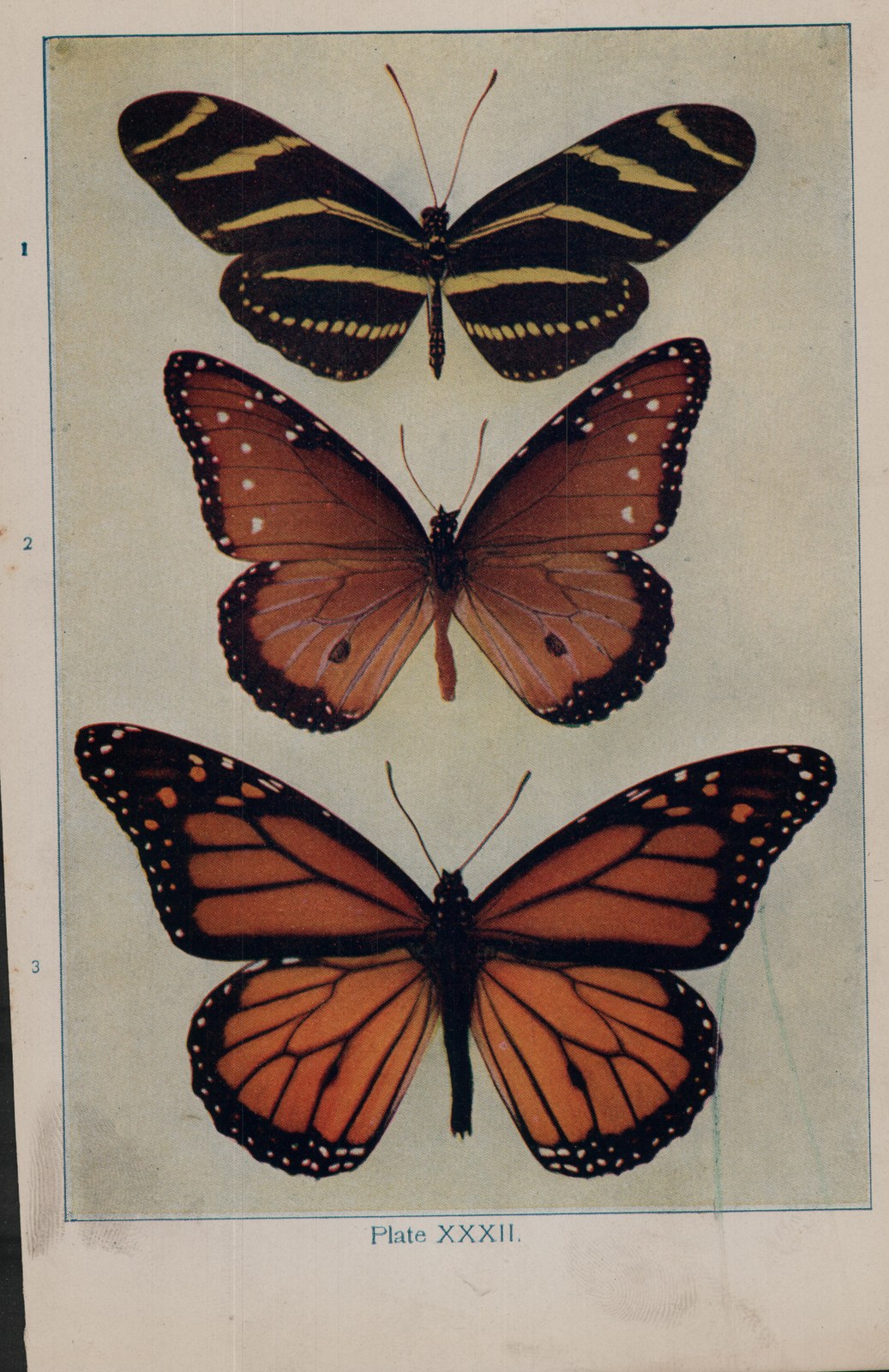 The Monarch — from How to Know the Butterflies (1904)
