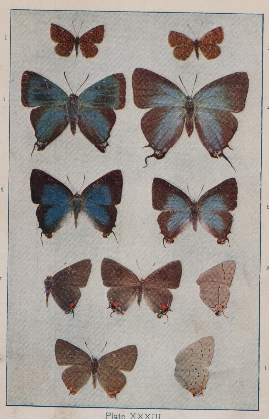 Plate XXXIII.