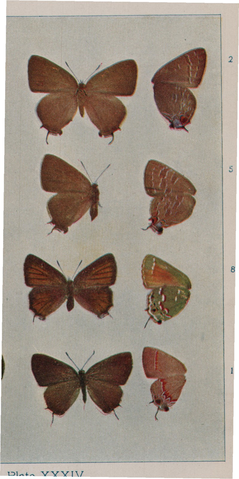 Plate XXXIV.