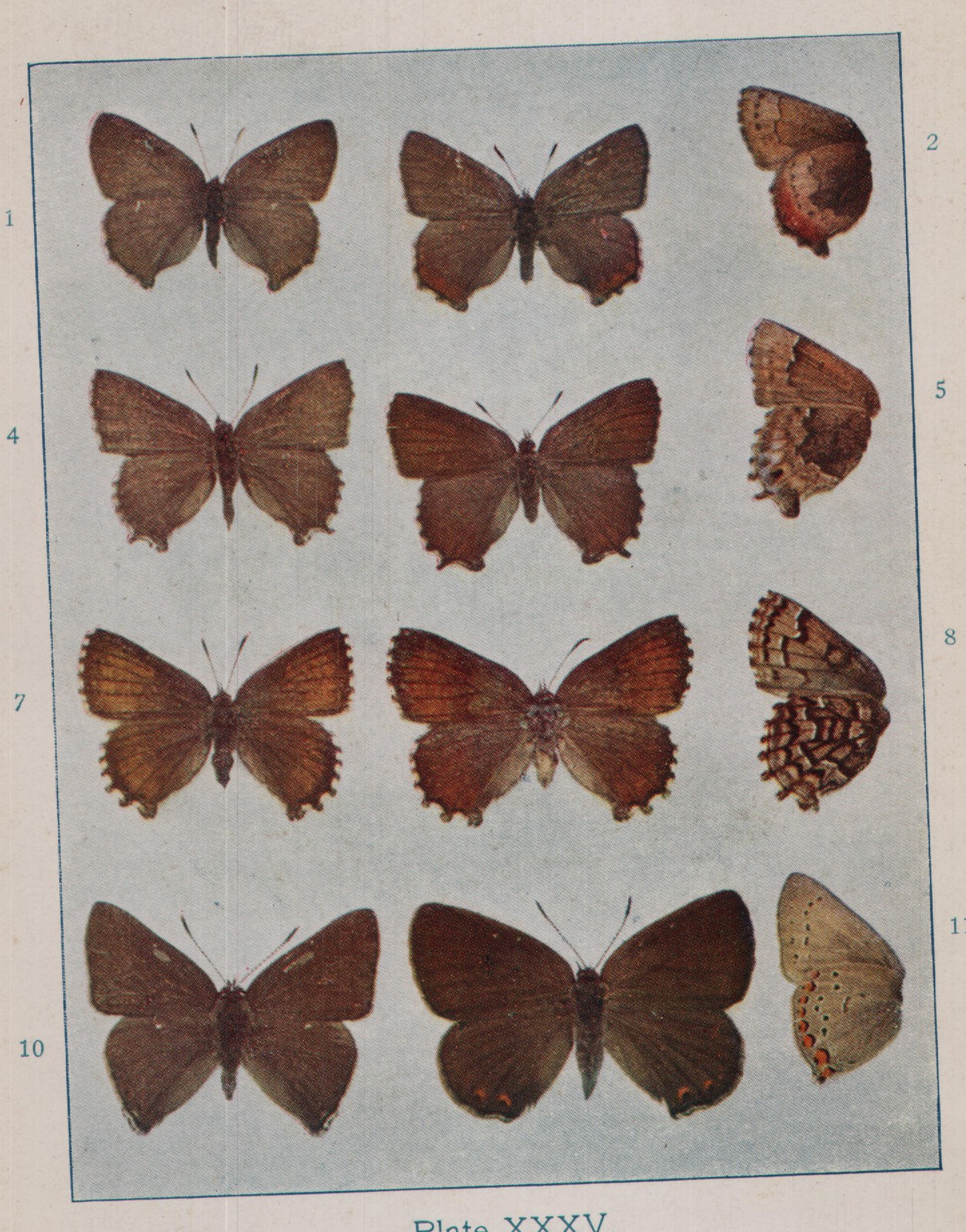 Plate XXXV.