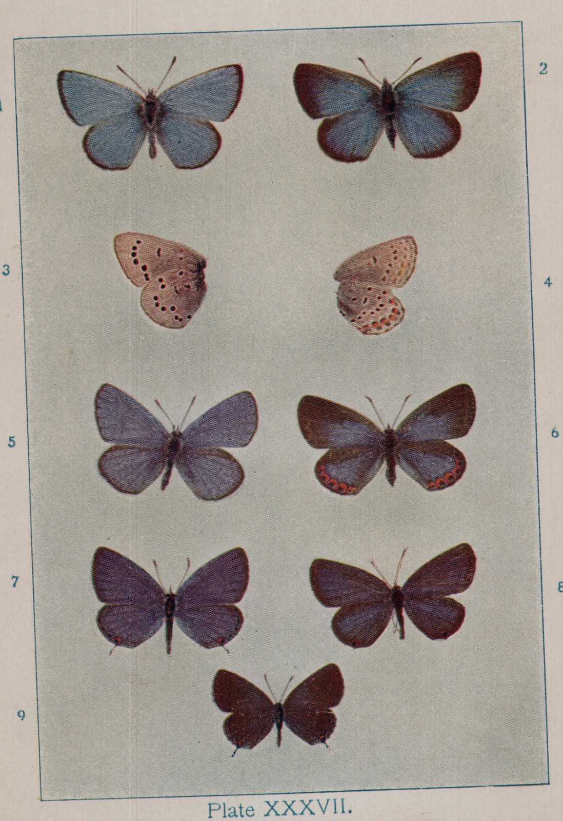 Plate XXXVII.