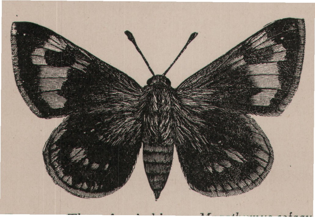 FIG. 42. The cofaqui skipper, Megathymus cofaqui.