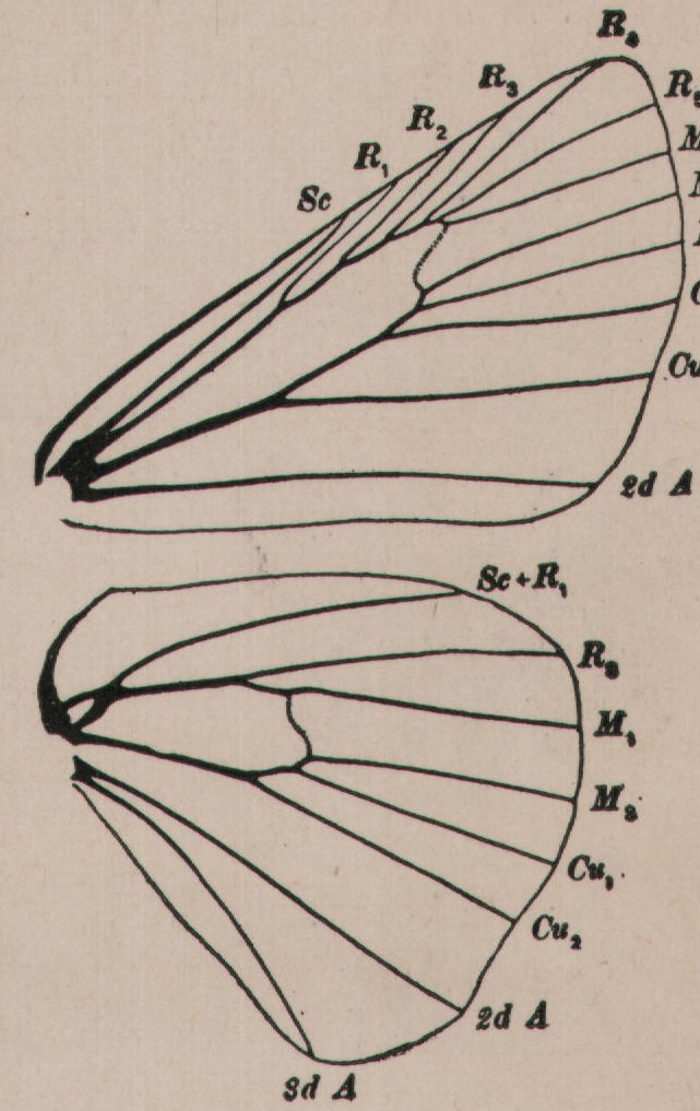 Skippers with a Brand And Their Allies — from How to Know the Butterflies (1904)