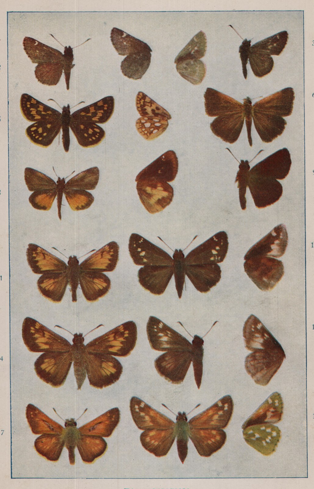 Plate XXXIX