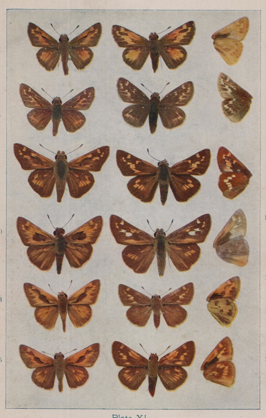 Plate XL.