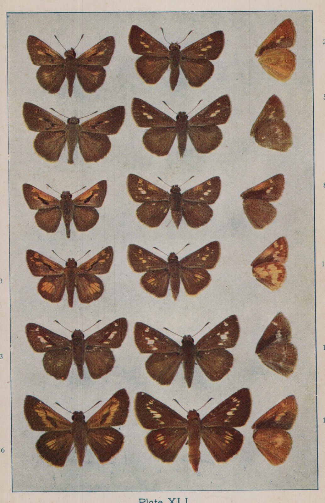 Plate XLI.