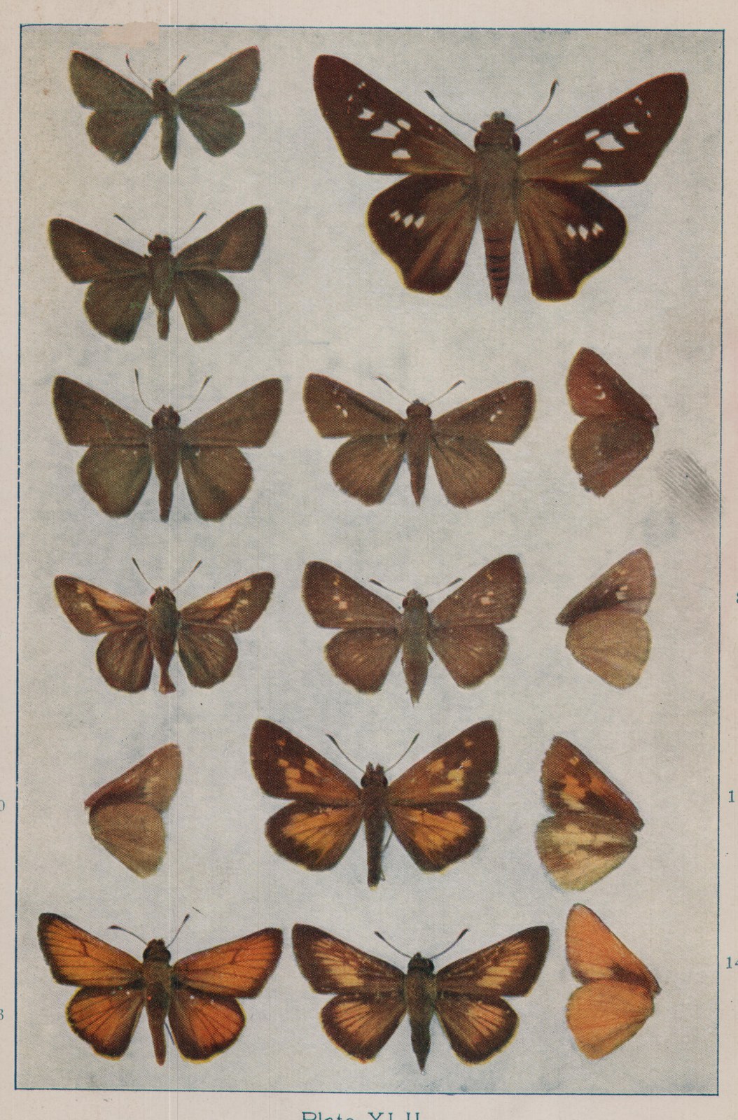 Plate XLII.