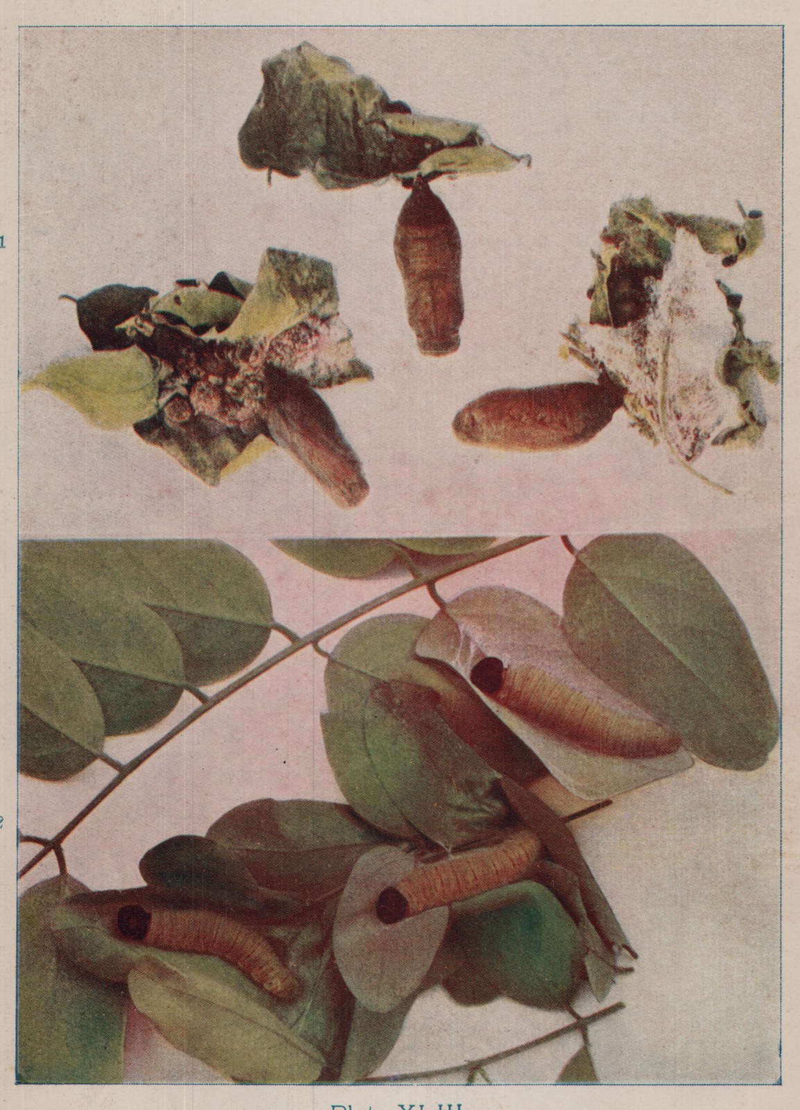 Plate XLIII.