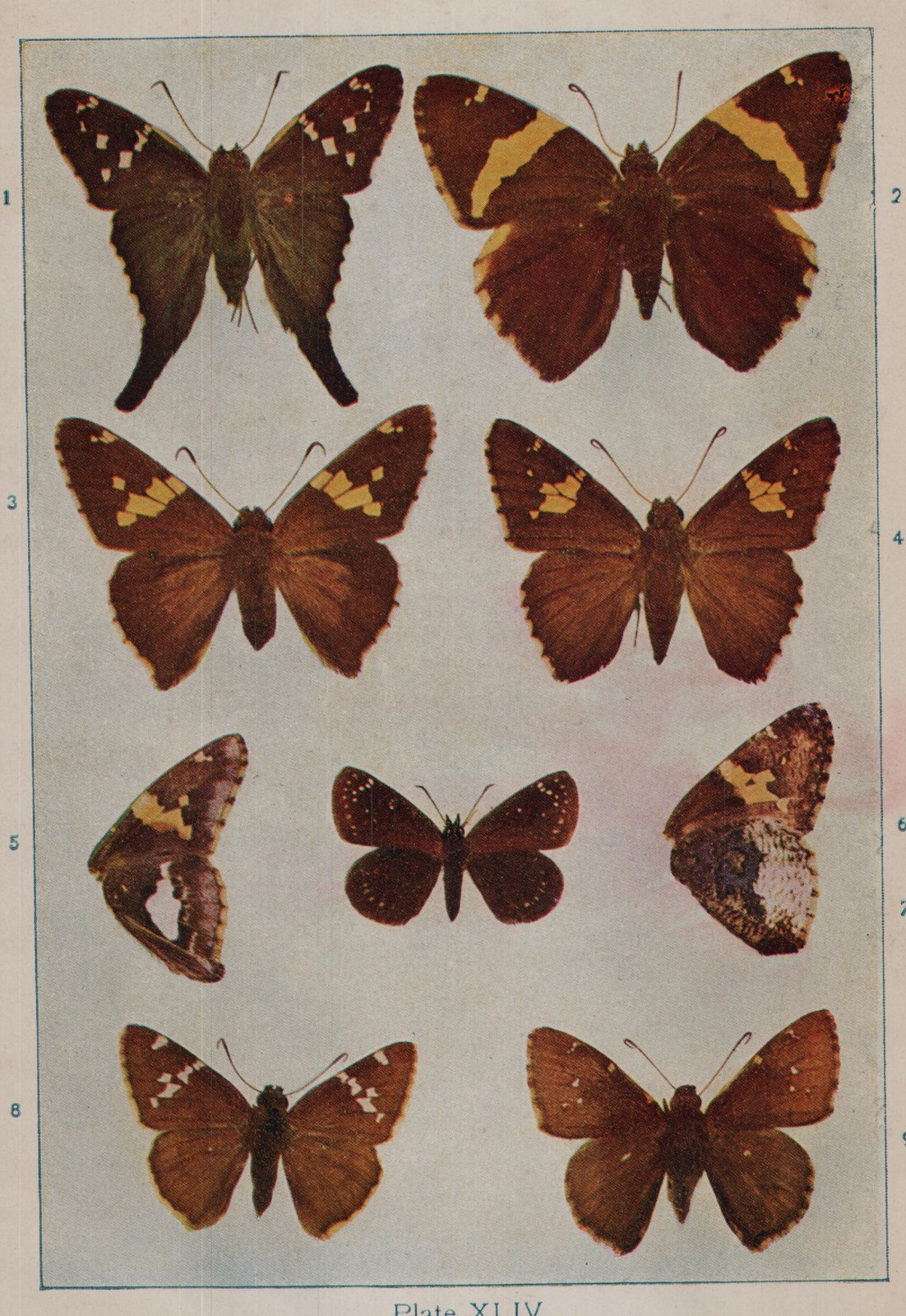 Plate XLIV.