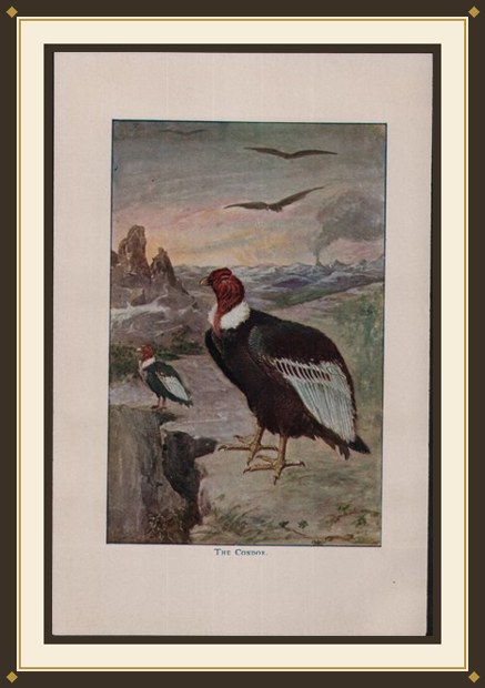 A Book Of Natural History