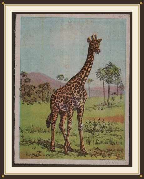 ABC of Animals