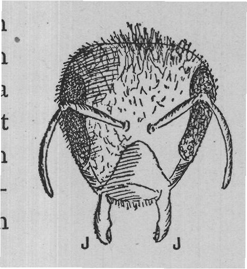 Any bees caught in a net will bite at the meshes, and