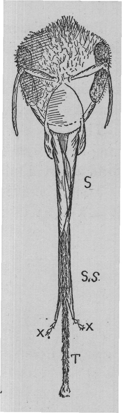 The two maxillæ (M, M) together form the sharp-pointed